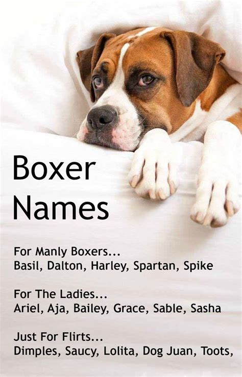 female boxer dog names unique